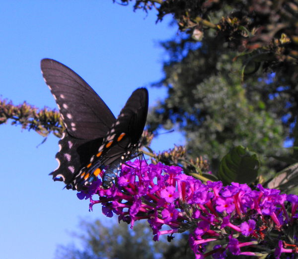 black swallowtail...