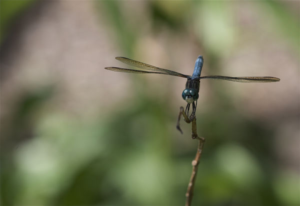 Dragonfly near the pond...
