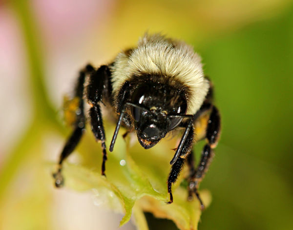 Looks like this Bumblebee is wearing glasses....