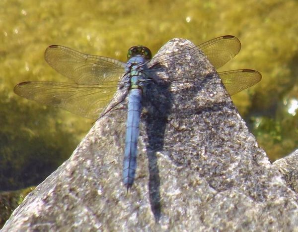 Fav. close up of a blue dragonfly...