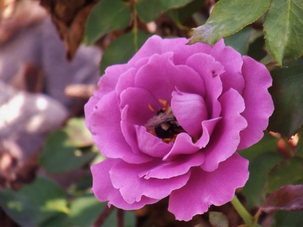 bee in a rose...