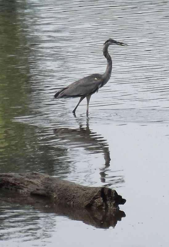 blue heron wading...