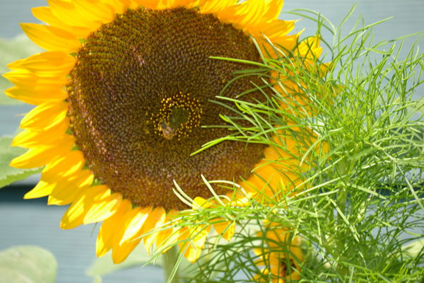 Sunflower with a bee on it...