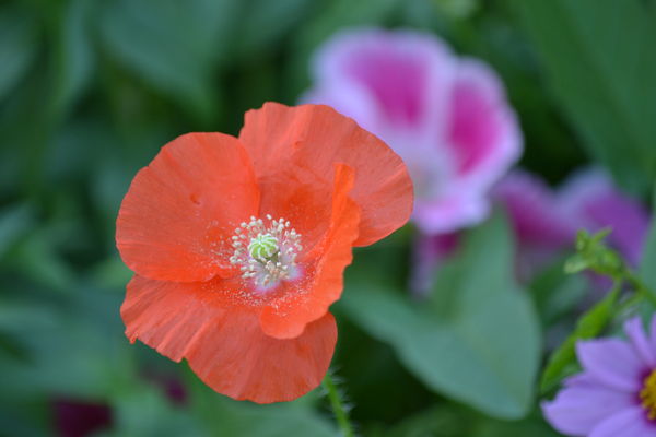 A poppy - good but not great...