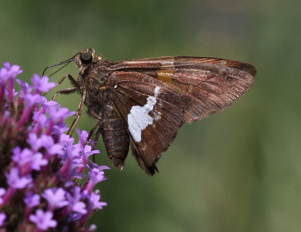 Silver-spotted Skipper Butterfly...