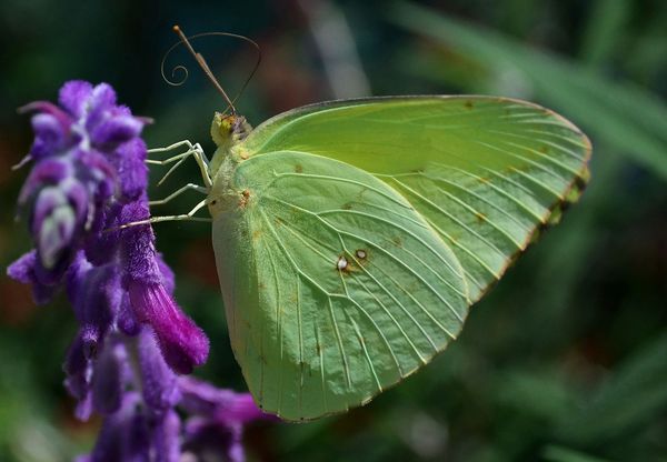 Butterflies Alive-Santa Barbaral Natural History M...