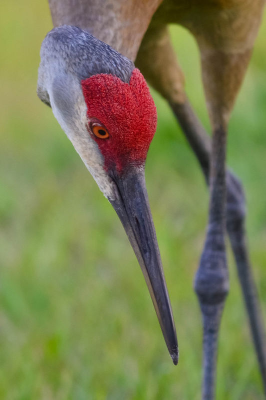 Sandhill cranes-our daily visitors...