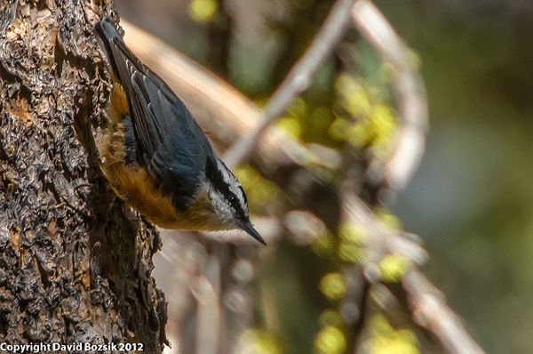 Red-breasted Nuthatch...