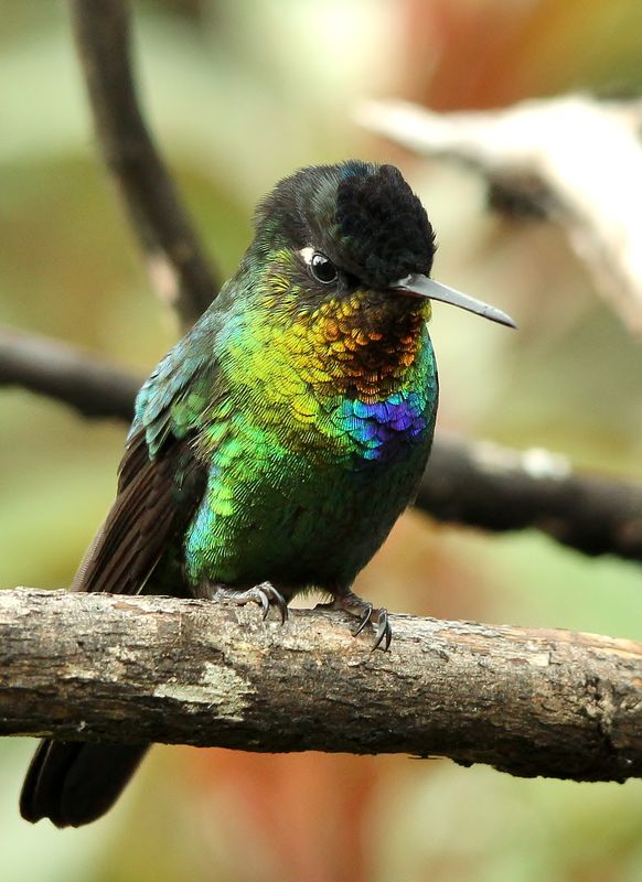 Fiery-throated Hummingbird - Costa Rica...