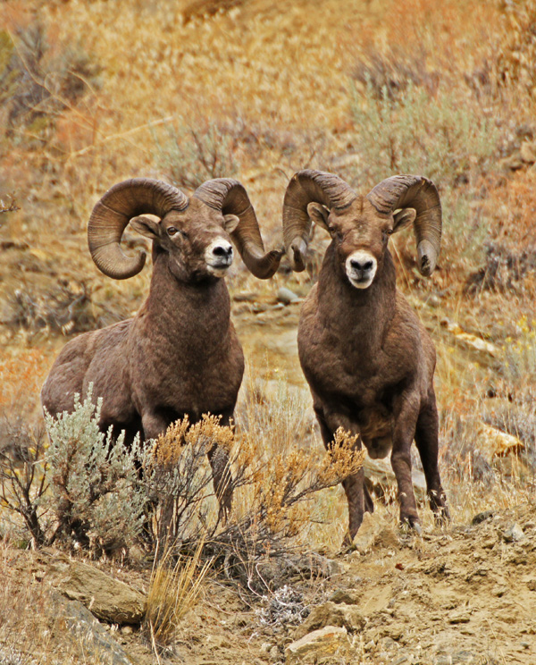 Two Rams...