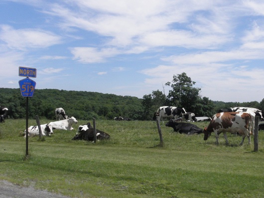 jersey cows...