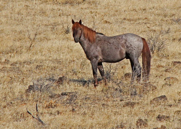 Redheaded Roan Wild Mustang...