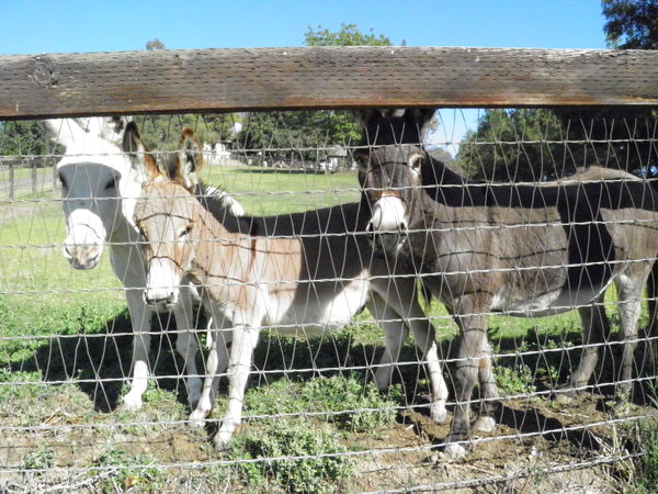 minature donkey farm...