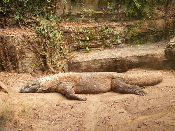 giant lizard at the zoo in Tx...