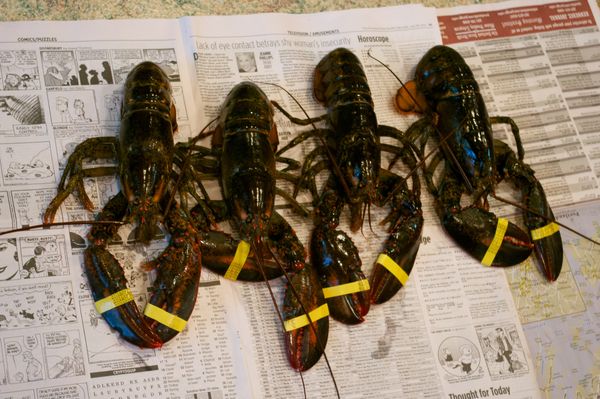 Maine Lobster. A surprise from my husband yesterda...