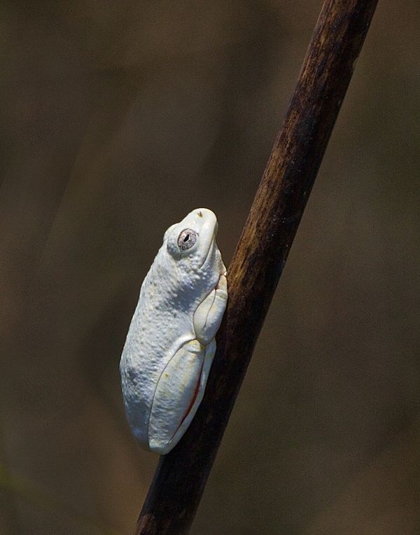 Reed frog...