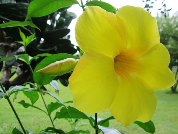 Allamanda"s looking good...