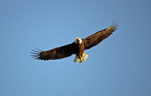 Eagle in Flight...