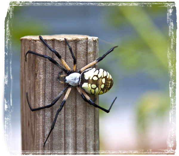 Black-and-Yellow Argiope...