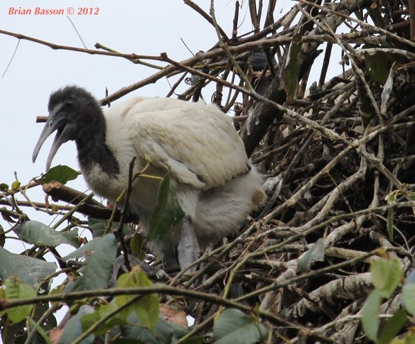 Australian Ibis with eager Chick...