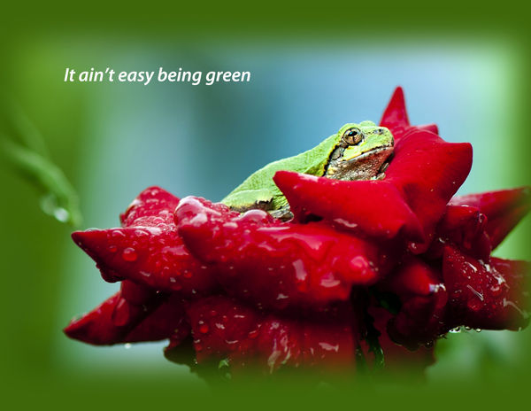 I saw this prince of a guy hiding in a rose at the...