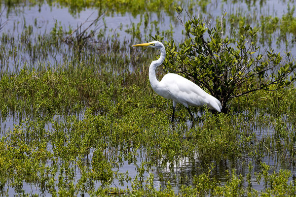 Great Egret from the refuge...