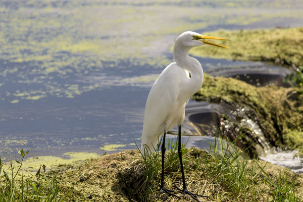 Great Egret from the wetlands...