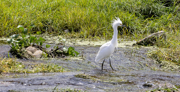 Snowy Egret - wetlands...