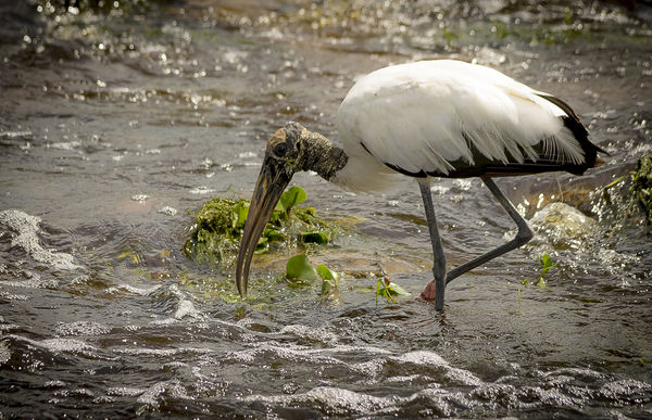 Wood Stork - wetlands...