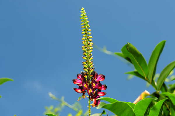 Some pretty flowers