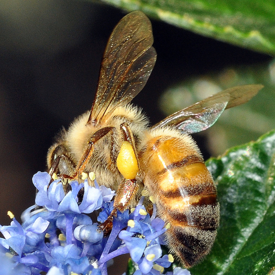 Honeybee on Yankee Point ceanothus bloom, 2:1 magn...