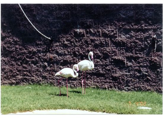 Flamingos at Wildwood zoo...