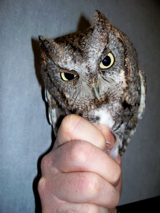 owl that came  to my job...