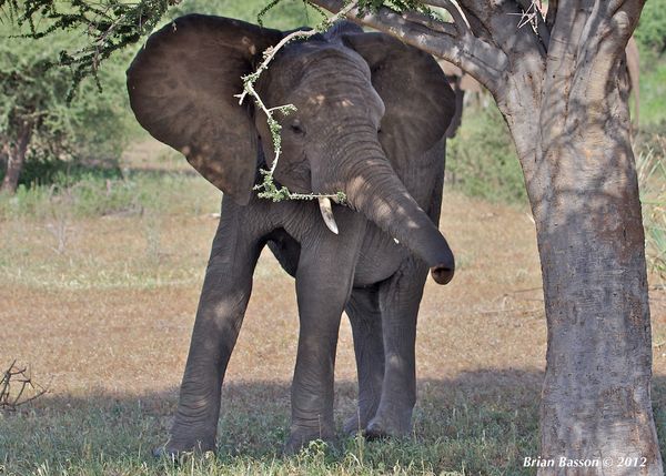 Elephant teenager in mock charge pose...