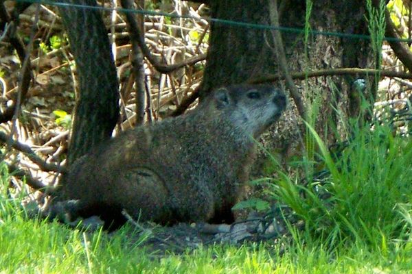 groundhog in the park...
