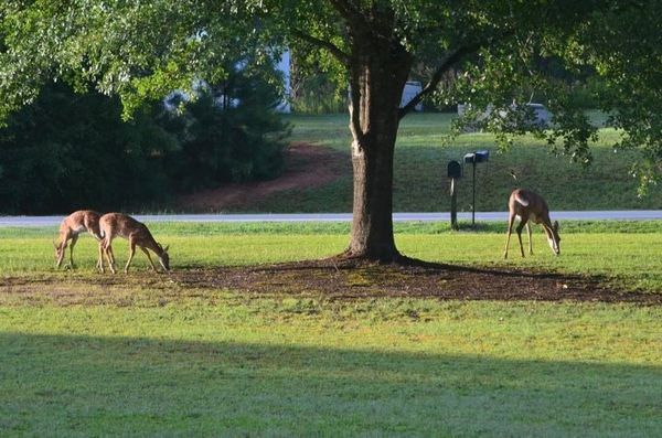 Mother & Twins 'grazing' under our Oak tree in the...