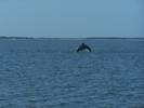 A dolphin jumps for joy at Cape Lookout National S...