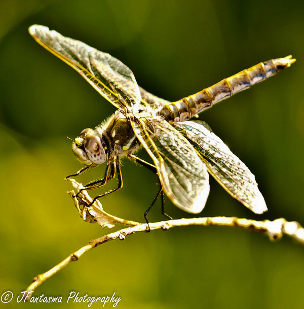 Backlit Dragon Fly...