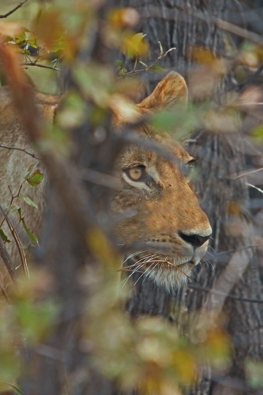 Lions, lions, lions! My wife and I have been fortunate enuff to tra pic