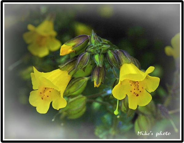 Yellow flowers....
