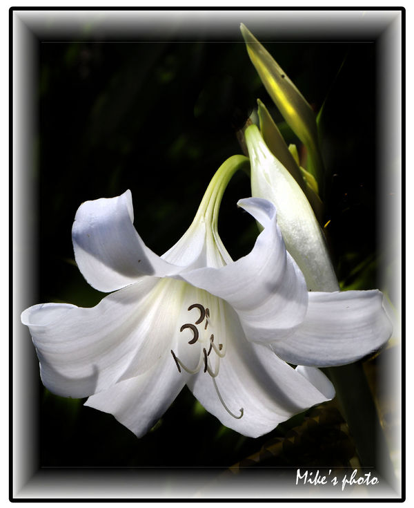 White Lily....