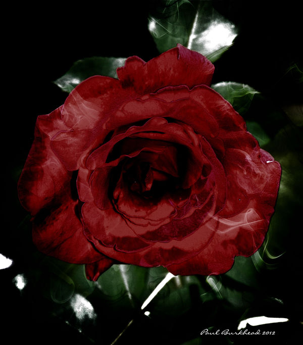 The rose...