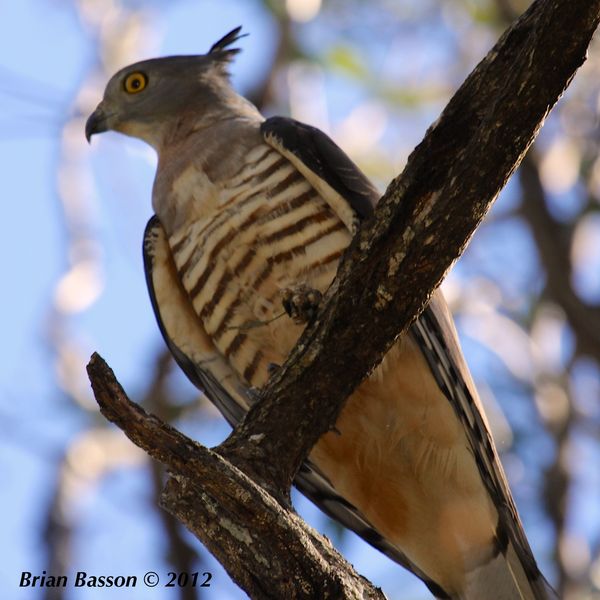 Pacific Baza or Crested Hawk...