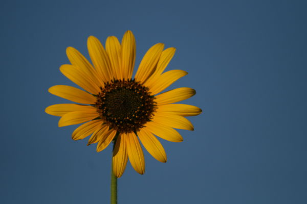 wild sunflower that has survived the heat....