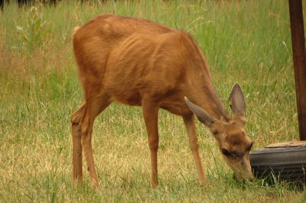 deer 10 yards away, looks  closer-zoom lens...