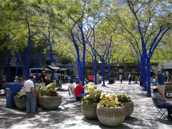 Trees painted blue in downtown Seattle...