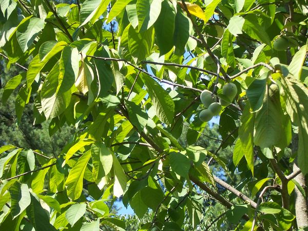 Pawpaw tree, I hope downloading will show the frui...