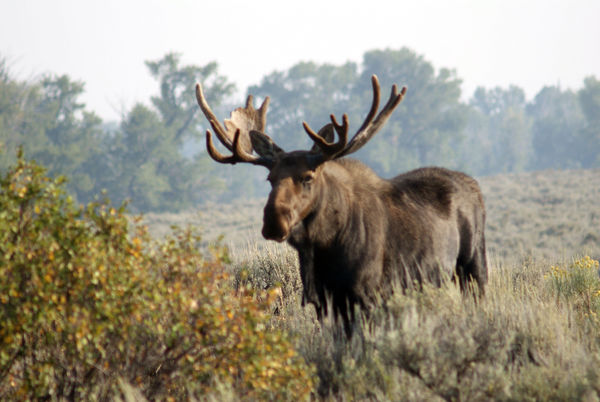 Bull Moose...