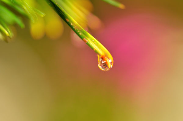 Rain drop on a pine needle...