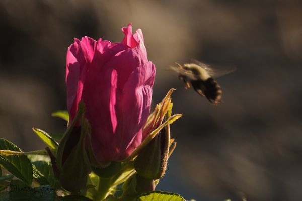 Sea Rose and Bumblebee: f/5.7, 1/250 sec, ISO 200...